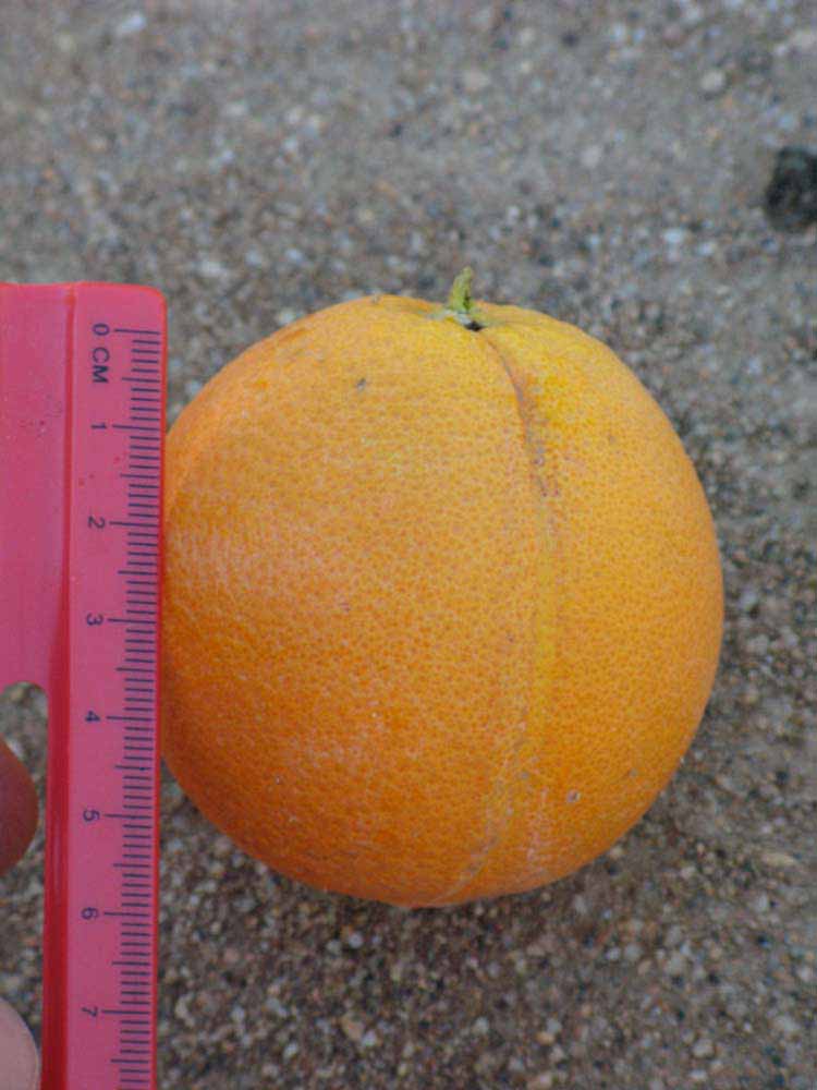              Fruit (Riverside, CA)       